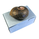A flat-packed gray artifact box with a hinged lid, next to a shell that seems to be placed on top for scale.